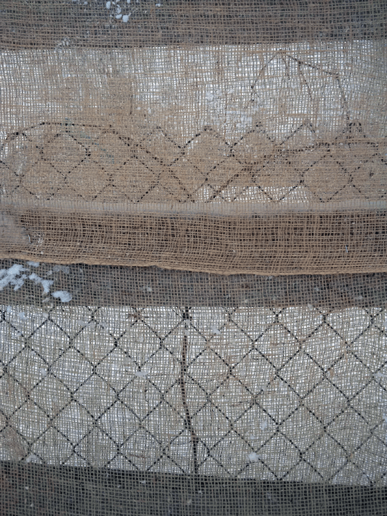 Wrapping grape vines in burlap