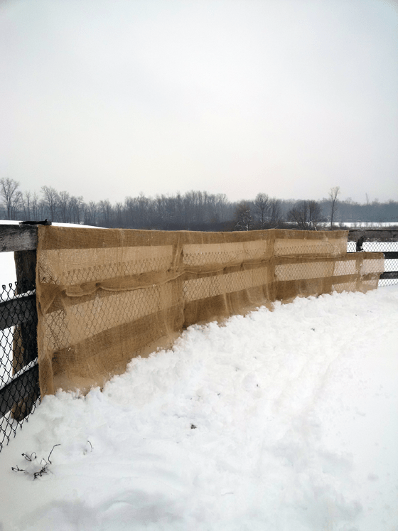 Wrapping grape vines in burlap