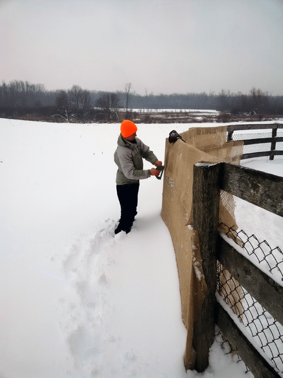 Wrapping grape vines in burlap