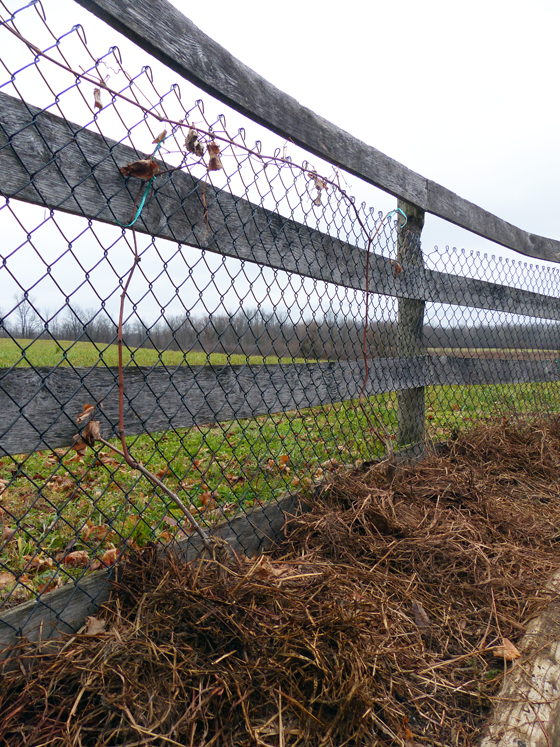Grapes mulched with straw