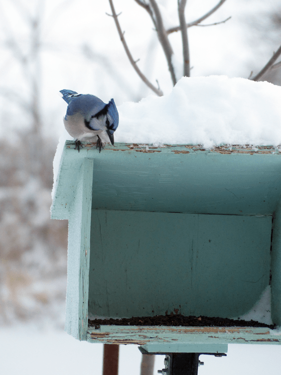 Blue jay at the birdfeeder