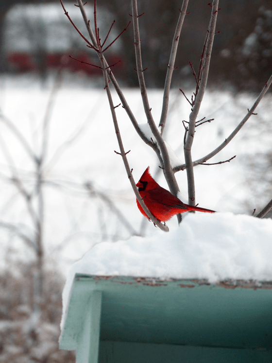 Cardinal at the birdfeeder