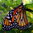 Monarch butterfly
