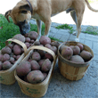Baskets of potatoes