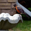 Robin at the birdbath