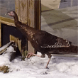 Wild turkey