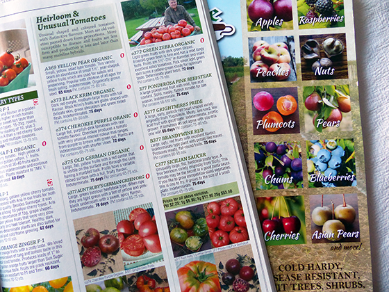 Seed catalogues