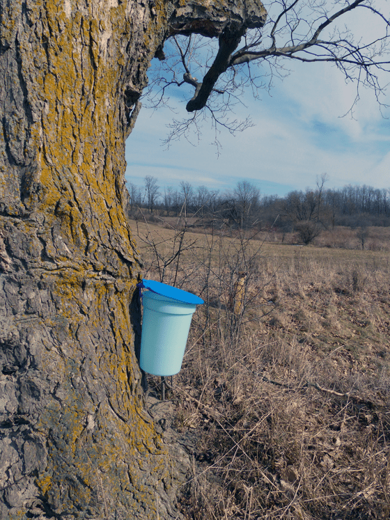 Tapping maple trees