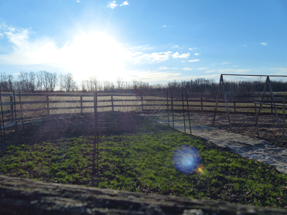 Garden in winter at sunrise