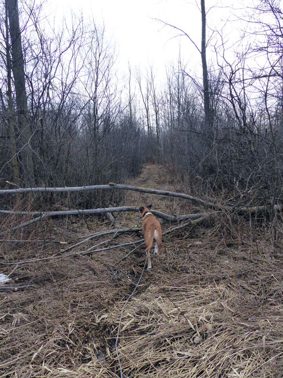 Fallen tree across the trail