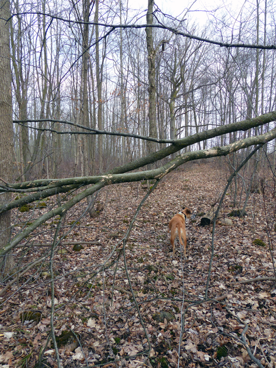 Baxter under a fallen tree