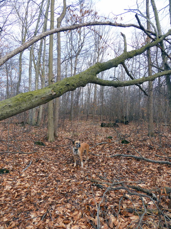 Baxter under a fallen tree