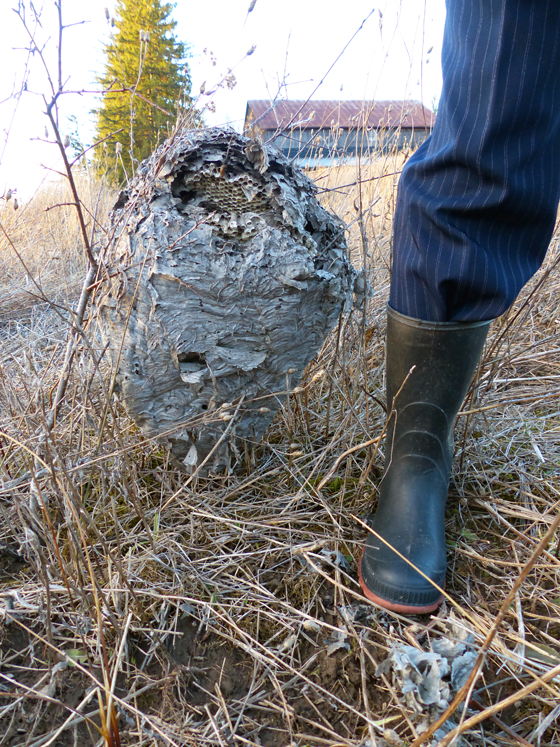 Giant wasp nest on the ground