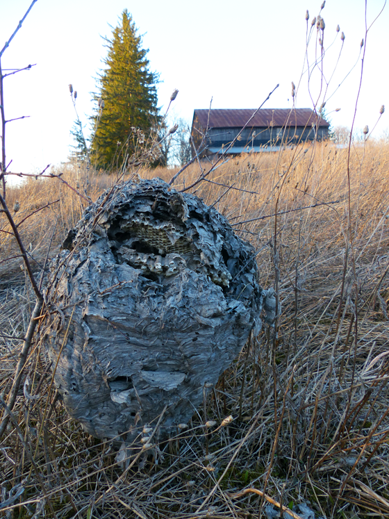 Giant wasp nest on the ground