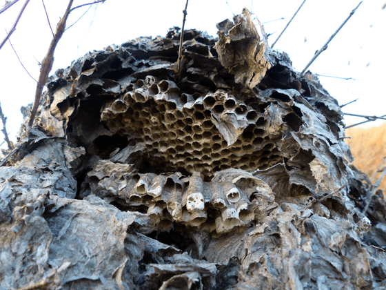 Giant wasp nest on the ground