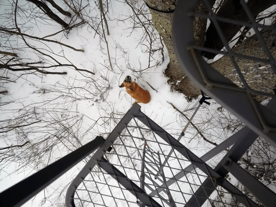 Looking down from the deer stand at Baxter on the ground