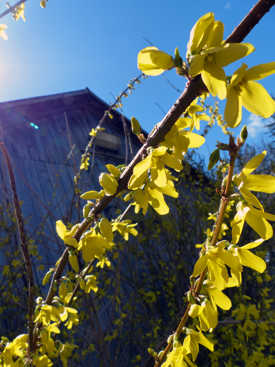 Forsythia blossoms