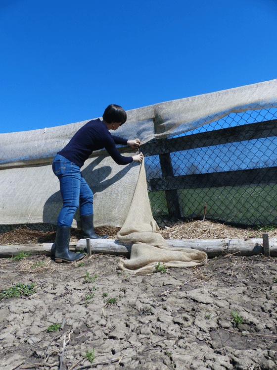 Uncovering grapes that have been wrapped in burlap