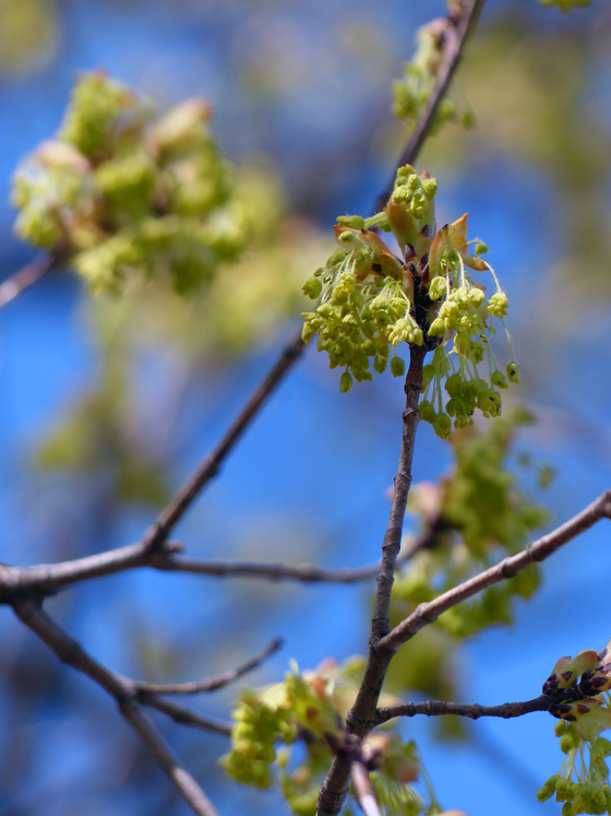Buds on a maple tree