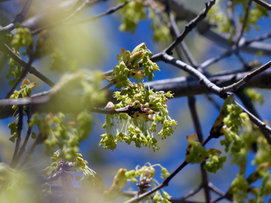 Buds on a maple tree