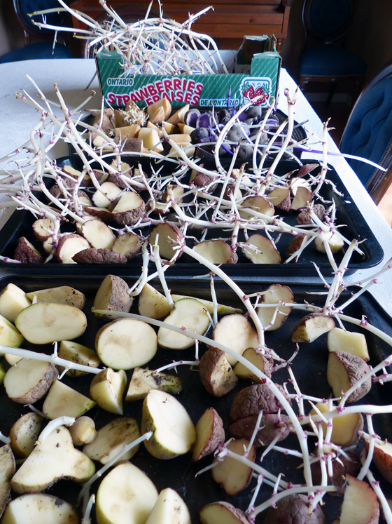Seed potatoes
