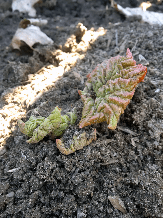 Rhubarb early in spring