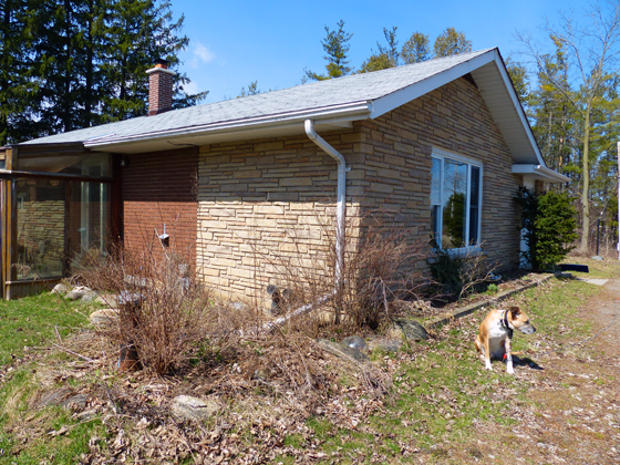 Overgrown flower garden