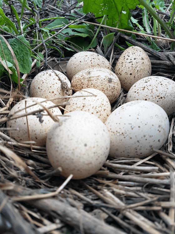 Clutch of turkey eggs
