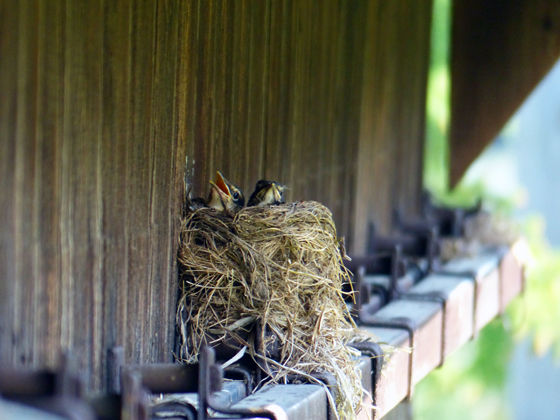 Baby robins in a nest