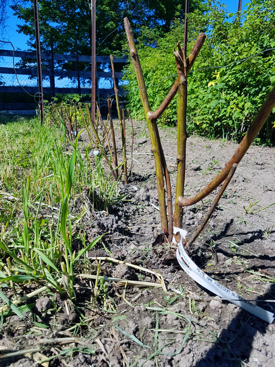 Blackberry canes