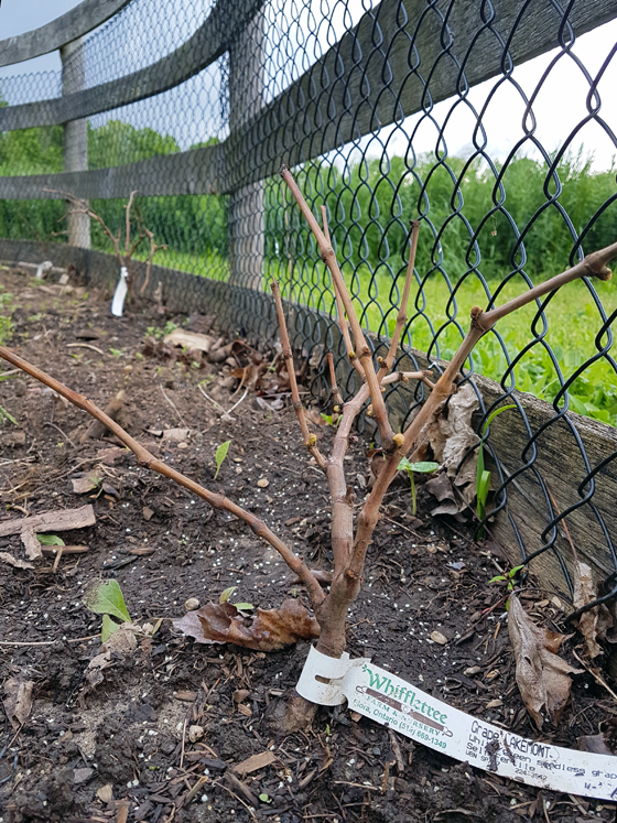 New Lakemont grapevines