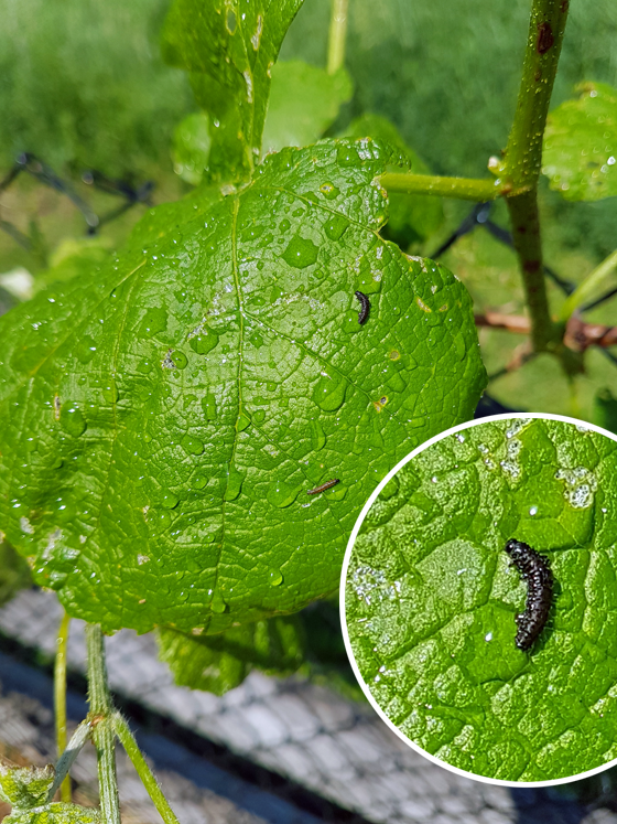 Little worms eating grape leaves