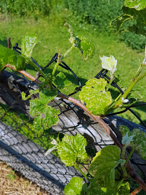 Grape leaves eaten by bugs