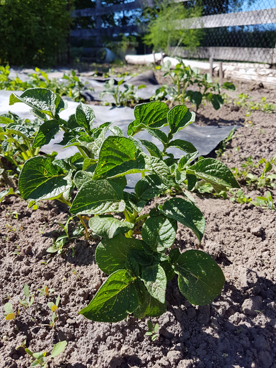 Potato plants