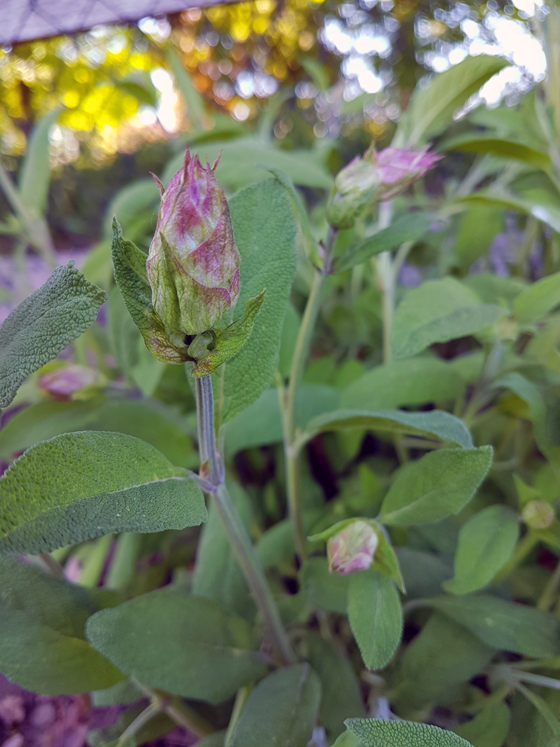 Sage plant with buds on it