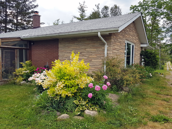 Garden in bloom in June