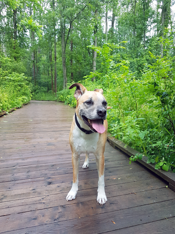 Baxter hiking on a boardwalk through the marsh