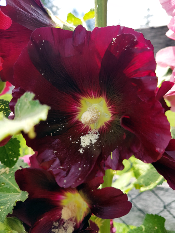 Dark red hollyhock blooms