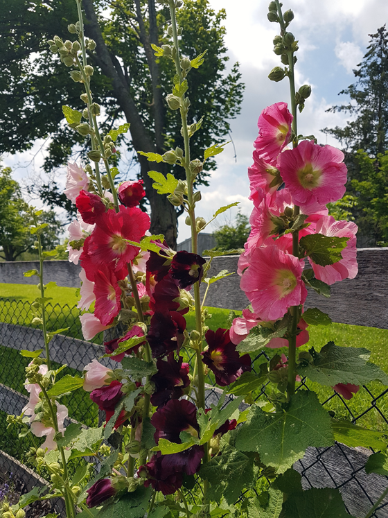Light to dark pink hollyhocks