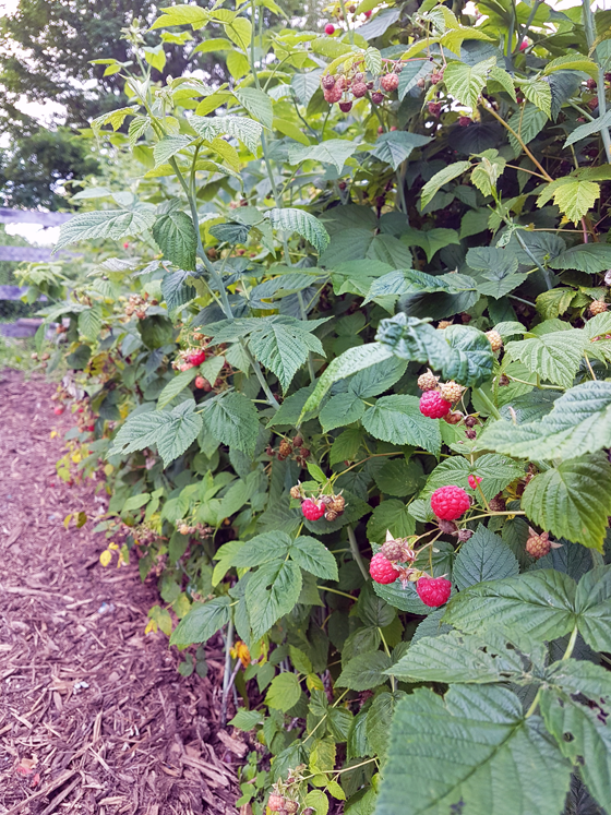 Raspberries