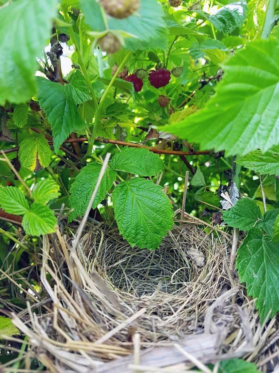 Bird's nest in the raspberries