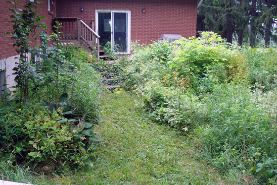 Overgrown weeds at the back of the house