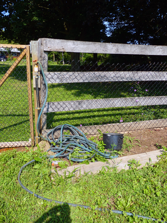 Hose tangle in the vegetable garden