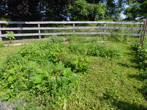 Quadrant 1 of the vegetable garden
