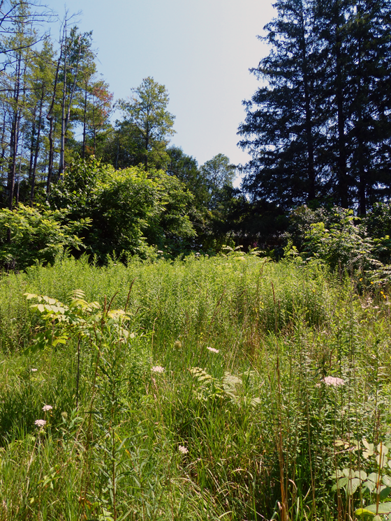 Clearing brush with the rotary cutter