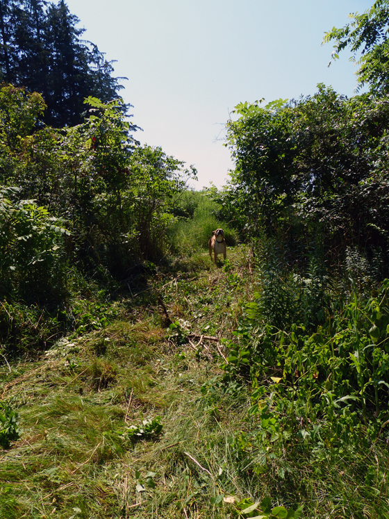 Clearing brush with the rotary cutter