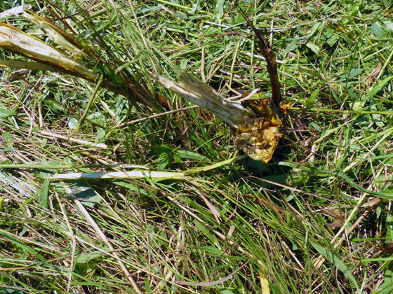 Clearing brush with the rotary cutter
