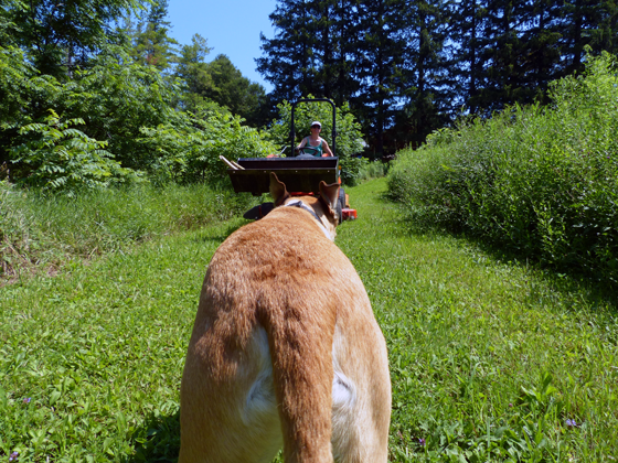 Baxter watching the tractor