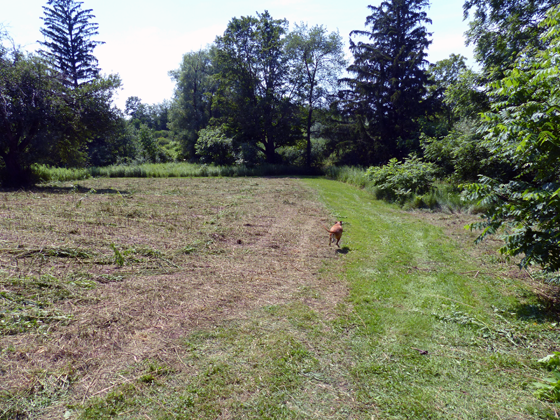 Baxter running through the meadow