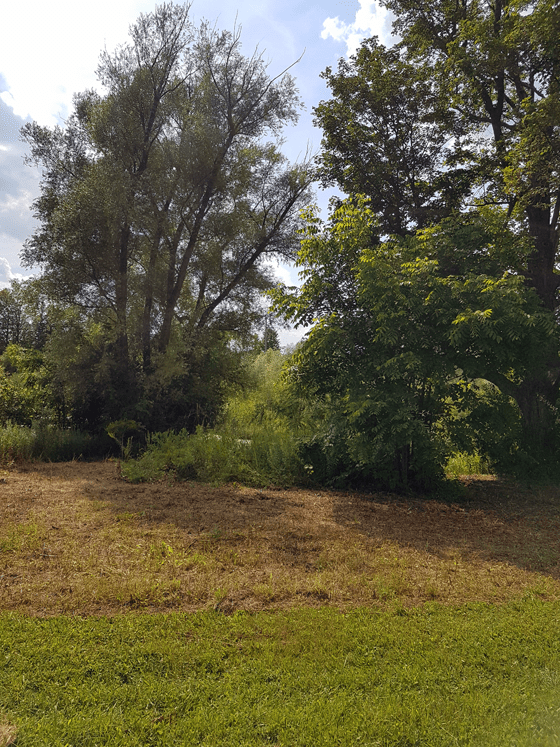 Clearing overgrown brush on the shore of the pond